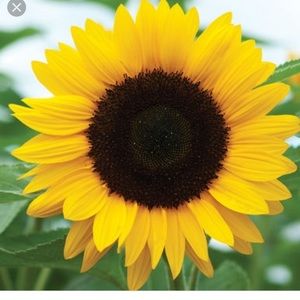 Meet your Posher, Aliah